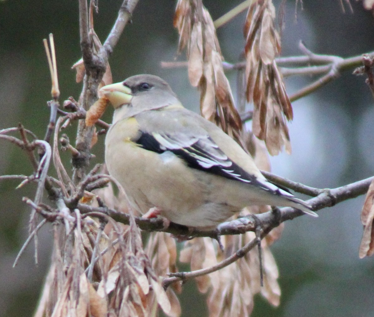 Picogordo Vespertino - ML645125541