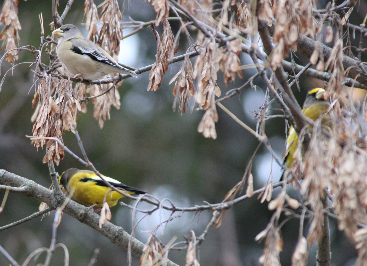 Picogordo Vespertino - ML645125542