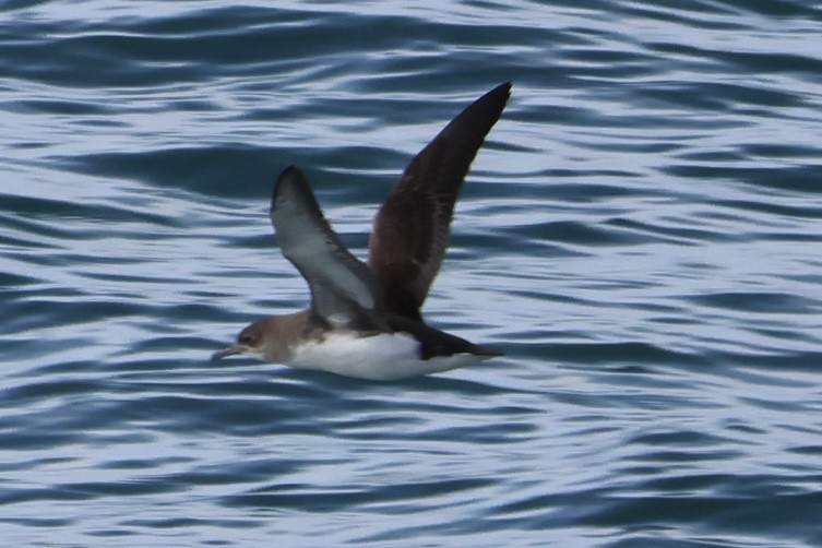 Fluttering Shearwater - ML645125572