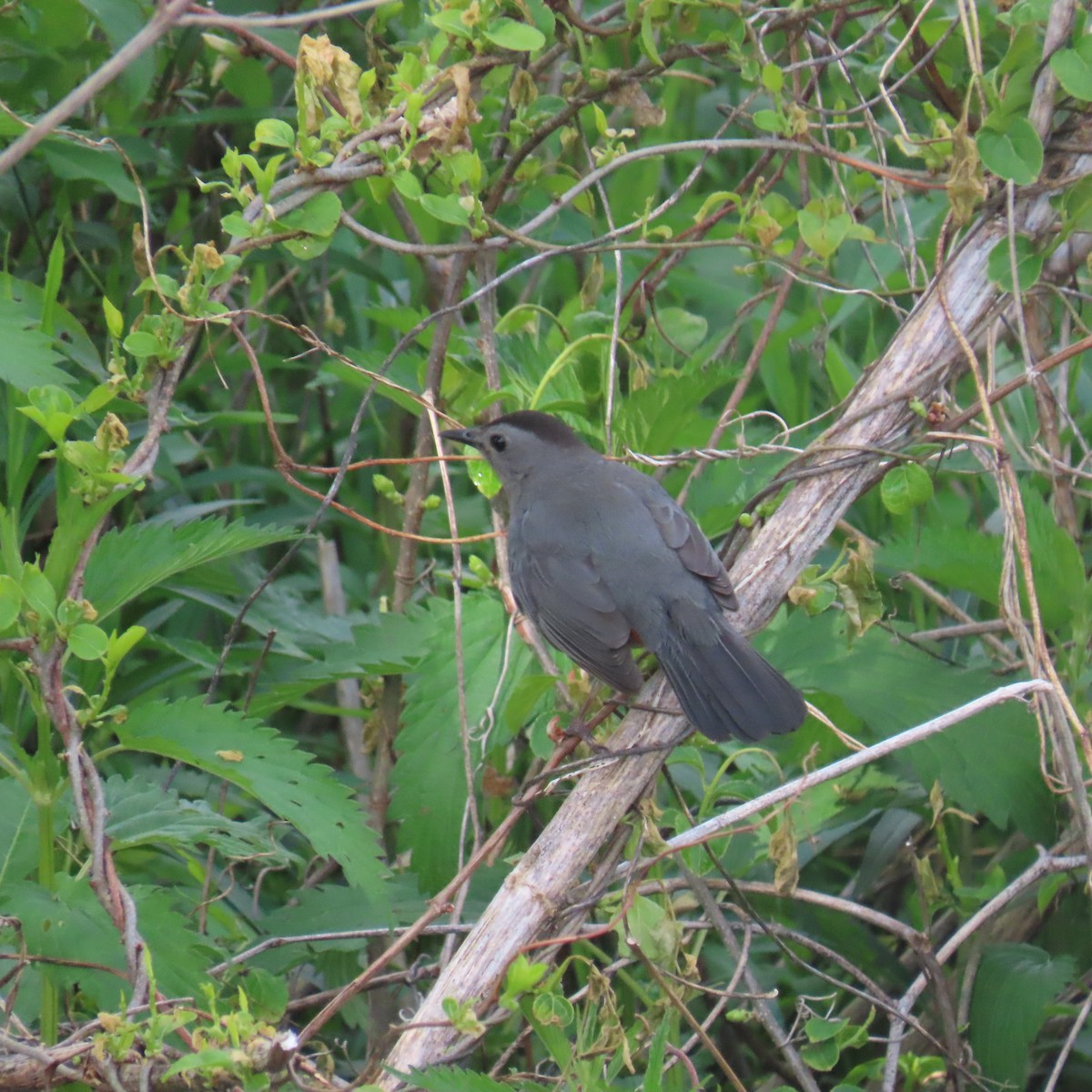 Gray Catbird - ML645125576