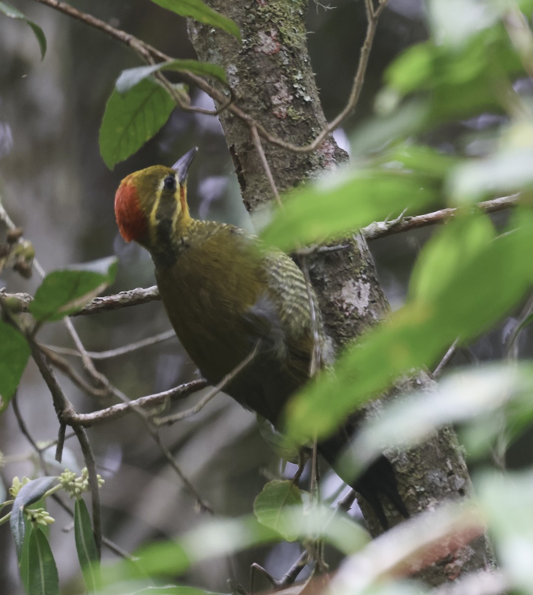 Altın Kaşlı Ağaçkakan - ML645125577