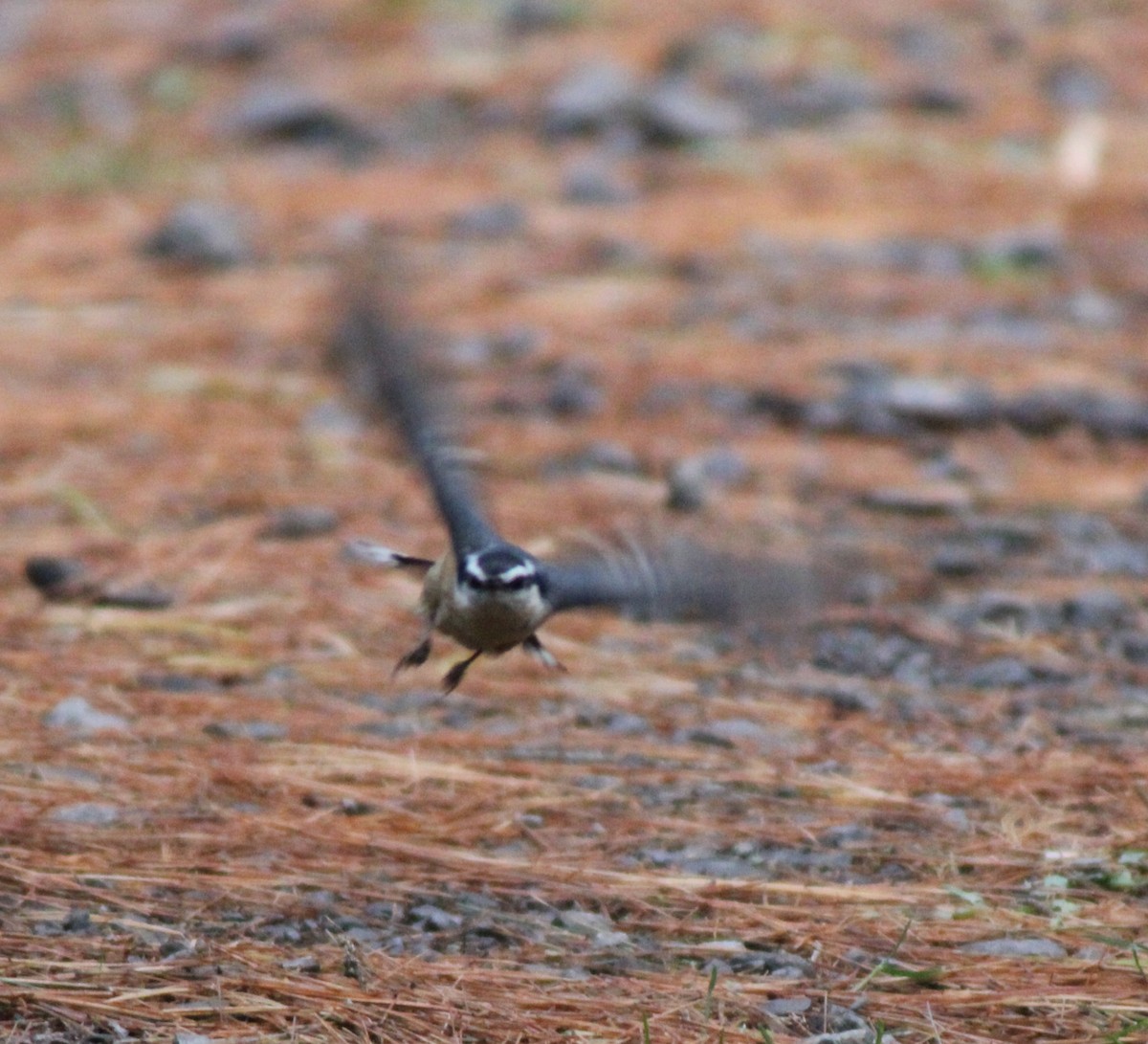 Trepador Canadiense - ML645125580