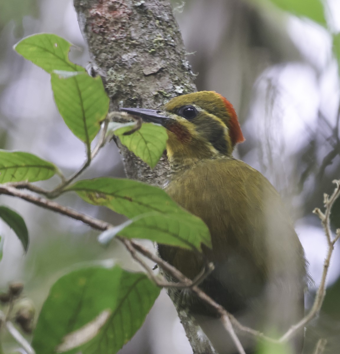 Altın Kaşlı Ağaçkakan - ML645125581