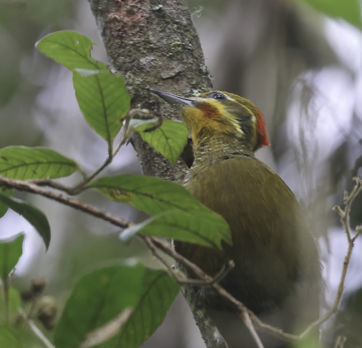 Altın Kaşlı Ağaçkakan - ML645125587