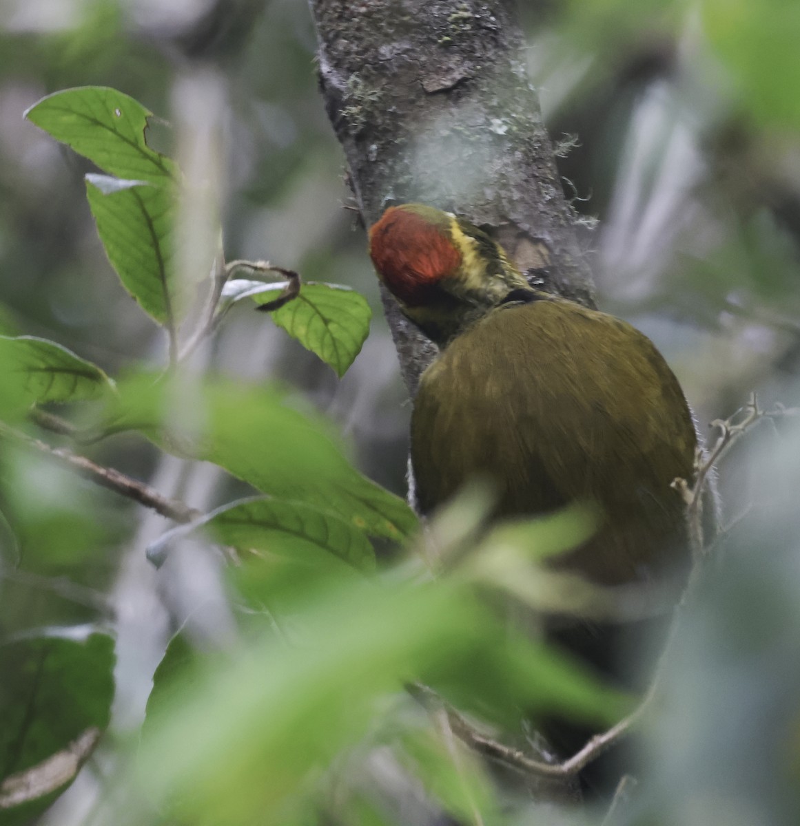 Altın Kaşlı Ağaçkakan - ML645125588