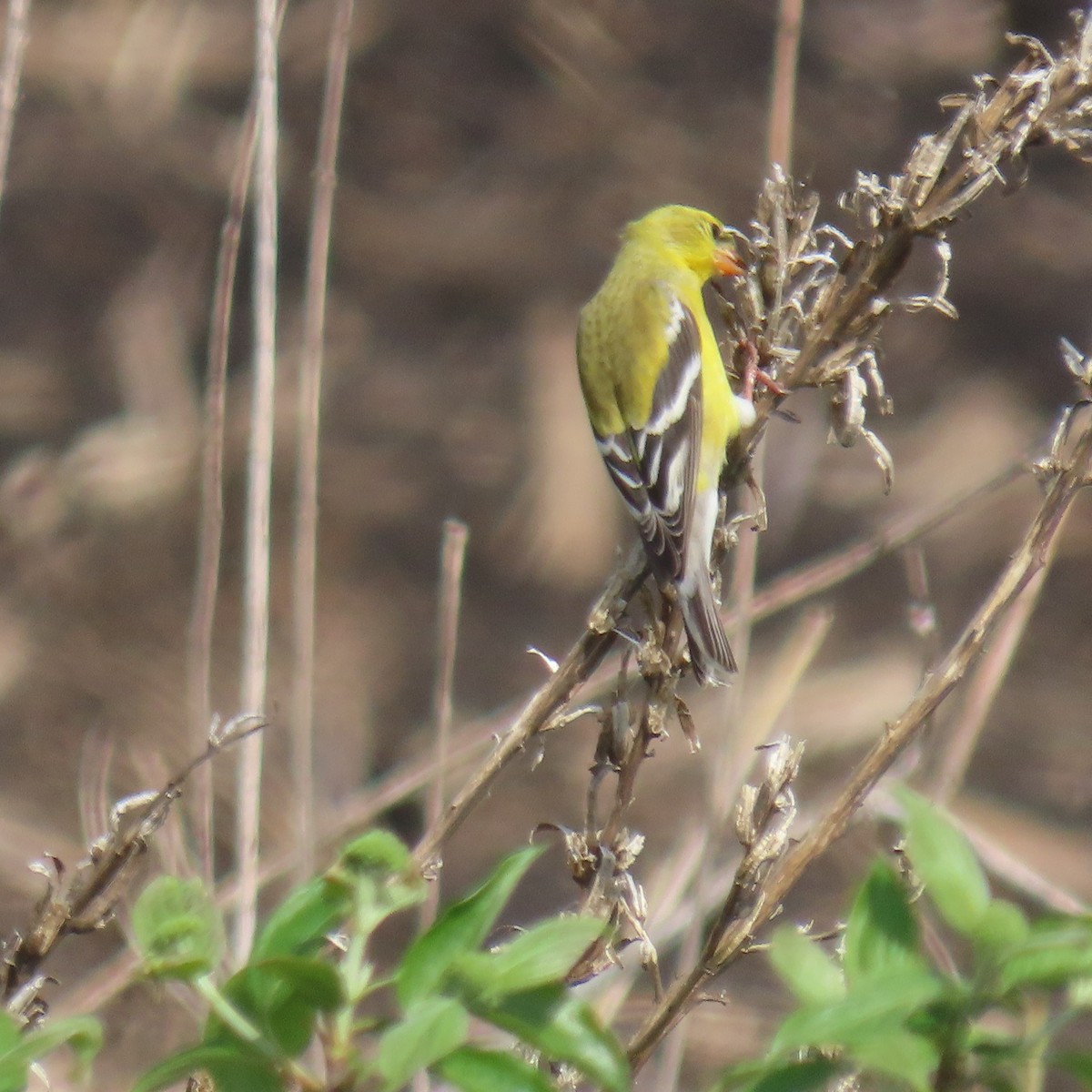 American Goldfinch - ML645125590