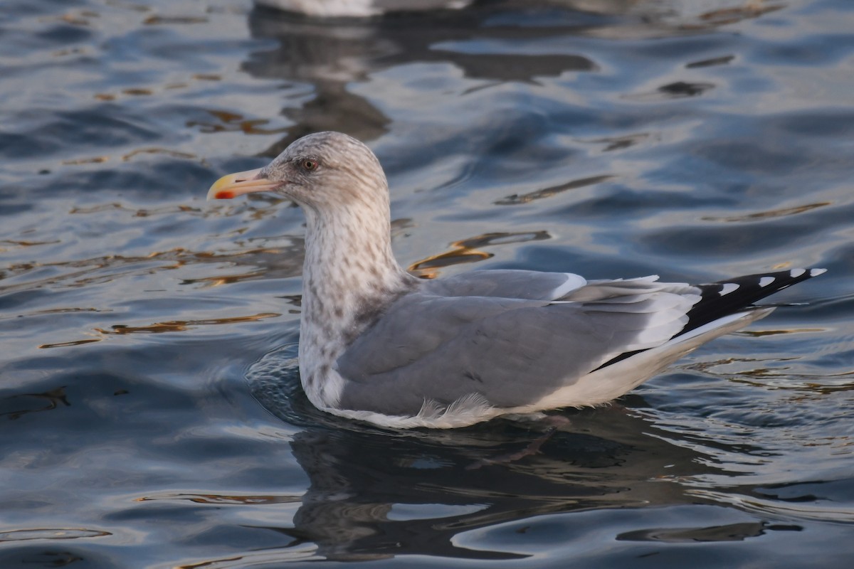 American Herring x Glaucous-winged Gull (hybrid) - ML645125595