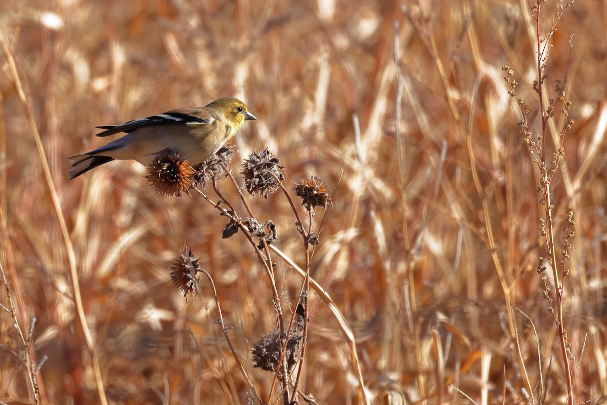 American Goldfinch - ML645125601