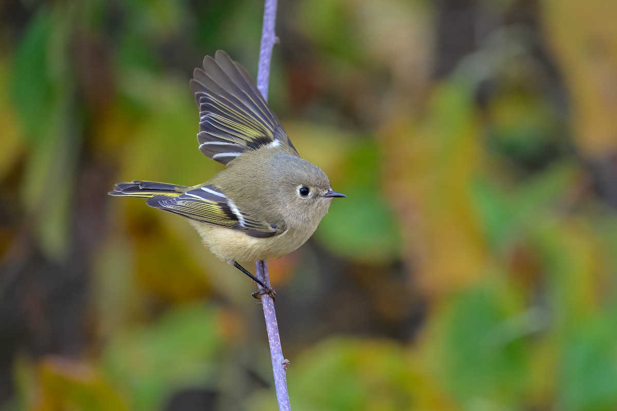 Ruby-crowned Kinglet - ML645125605
