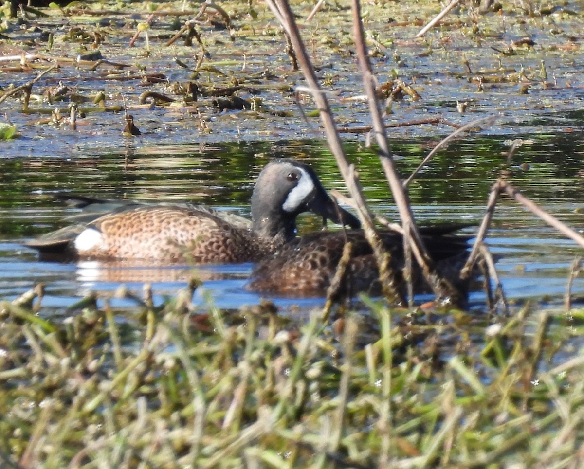 Blue-winged Teal - ML645125609