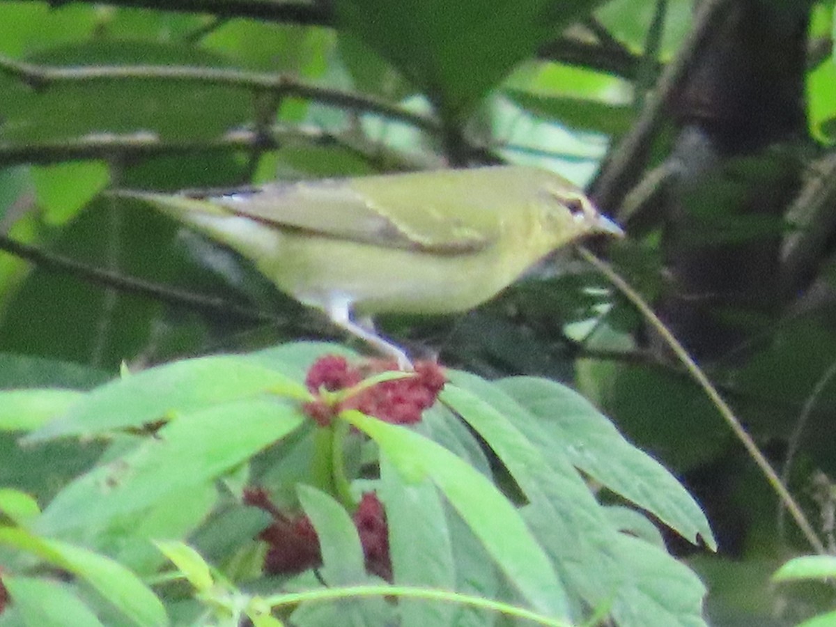 Tennessee Warbler - ML645125611