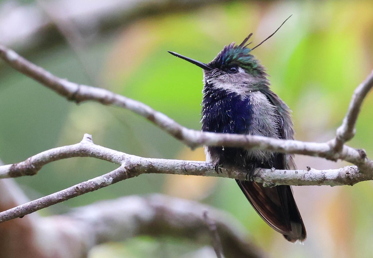Purple-crowned Plovercrest - ML645125618