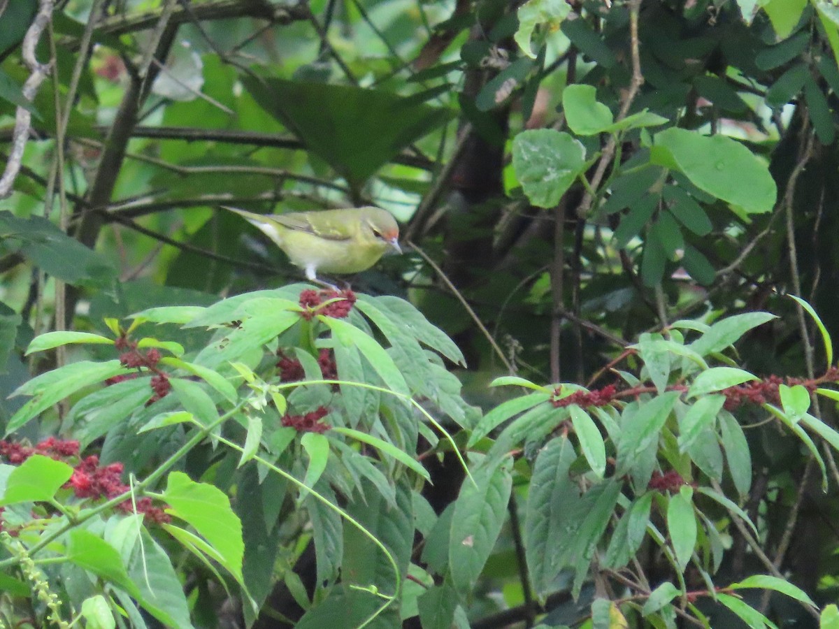 Tennessee Warbler - ML645125619