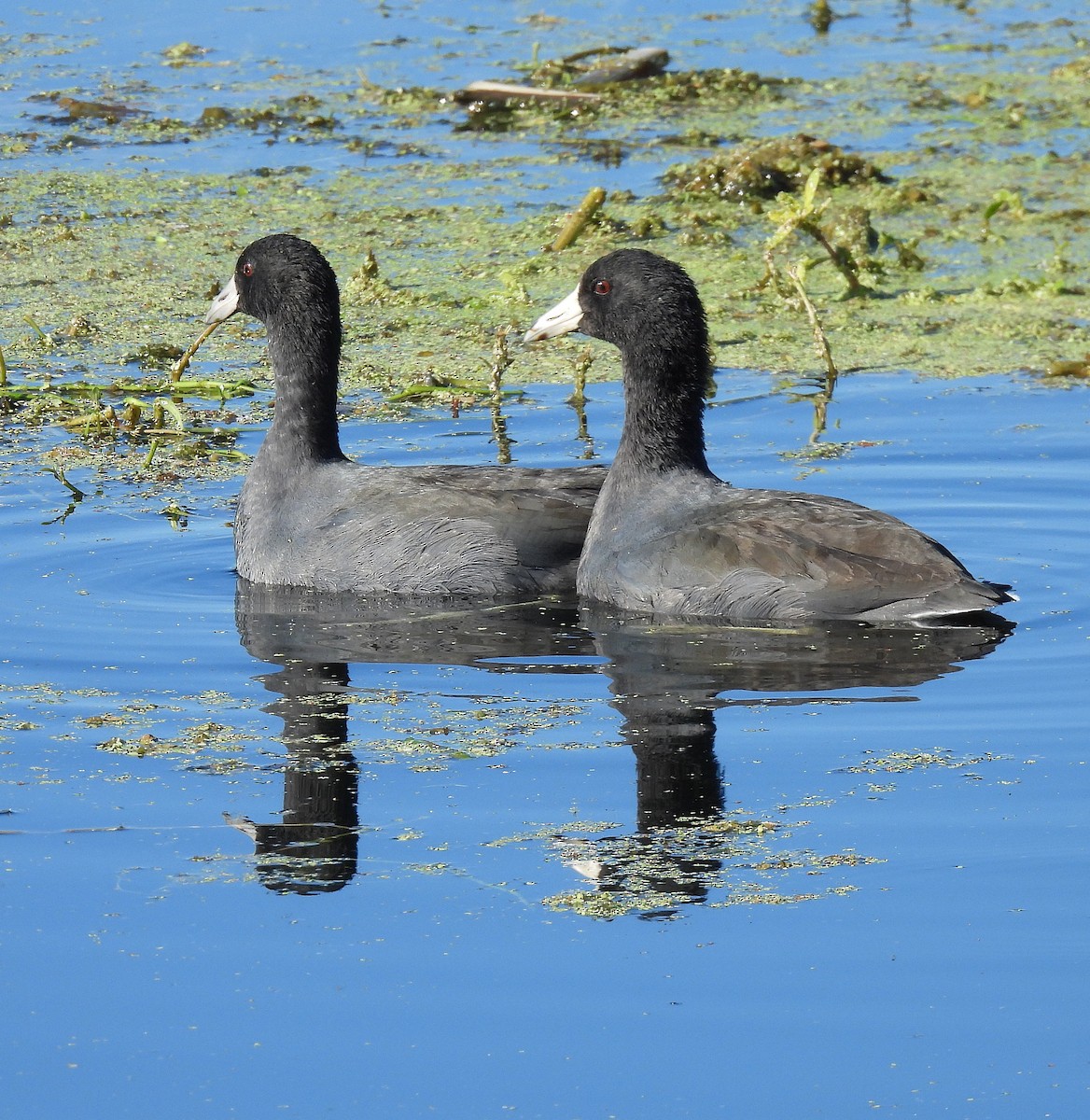 American Coot - ML645125643