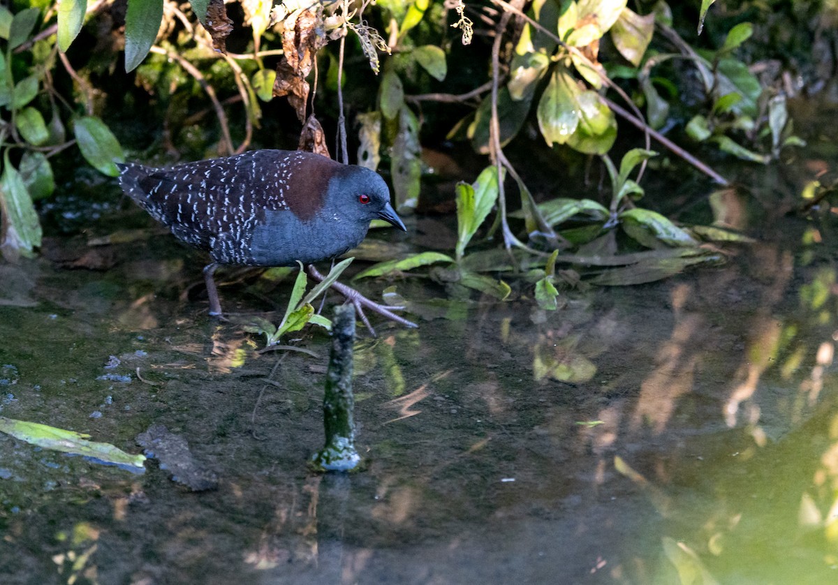 Black Rail - ML645125648