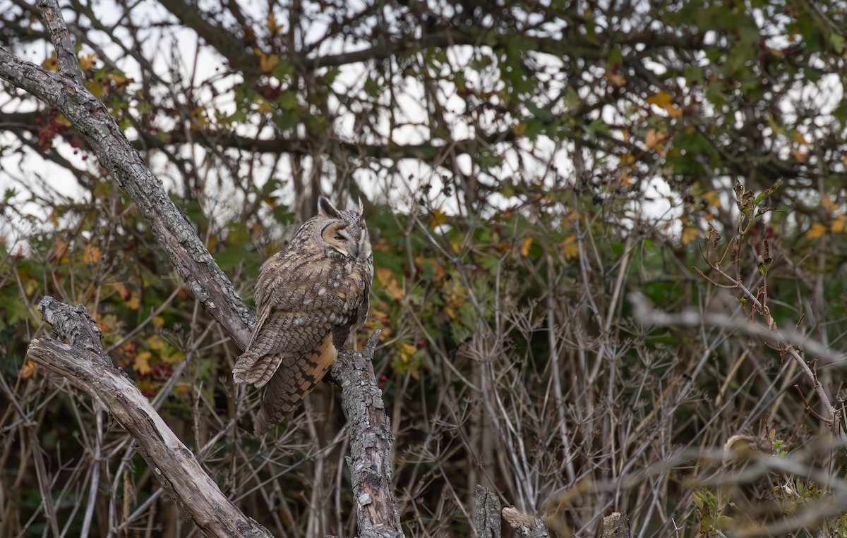 Long-eared Owl - ML645125649