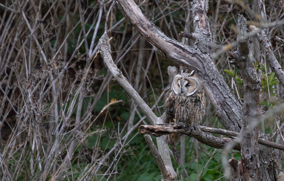 Long-eared Owl - ML645125650