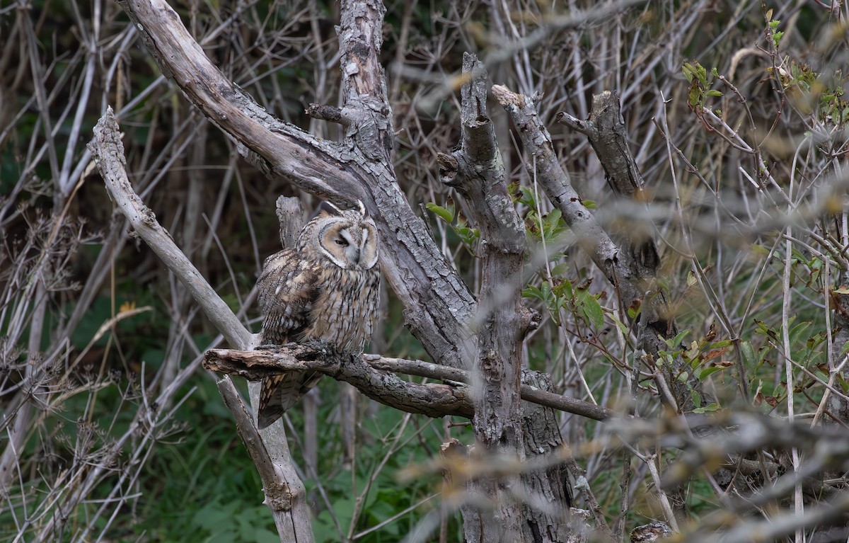 Long-eared Owl - ML645125651