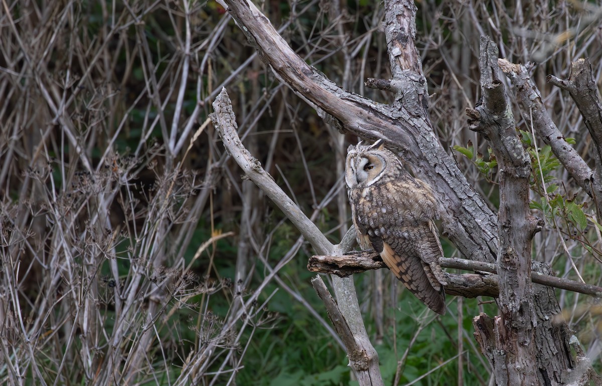 Long-eared Owl - ML645125652