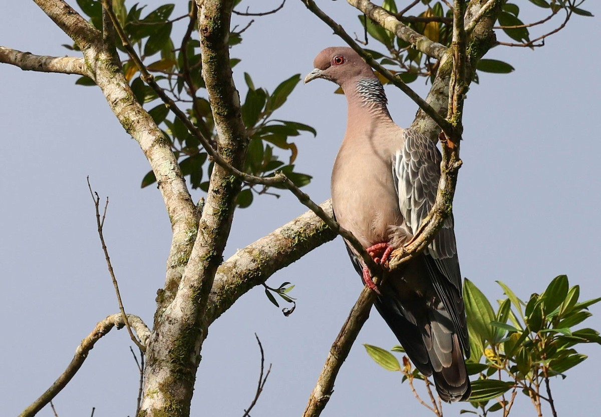 Picazuro Pigeon - ML645125718