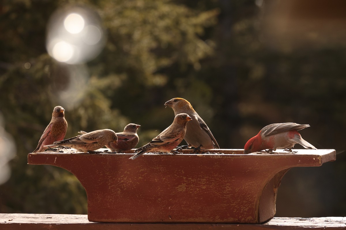 Смеречник тайговий - ML645125720