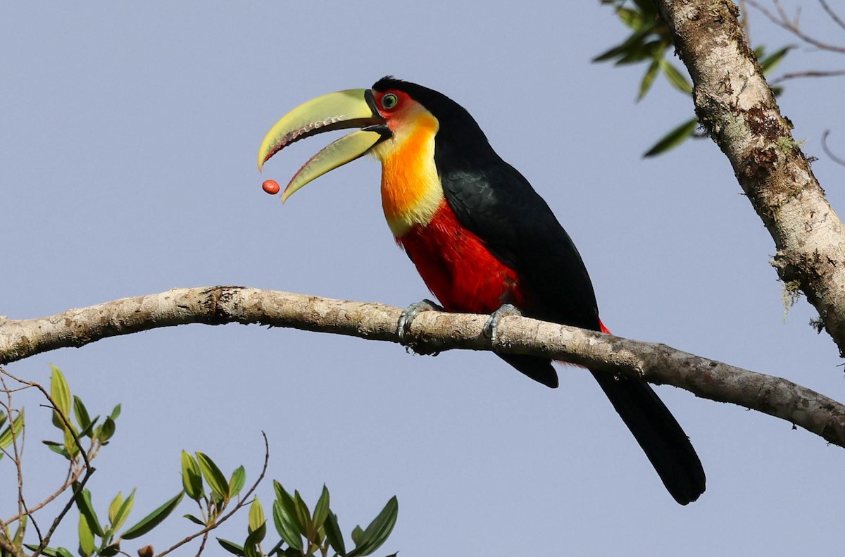 Red-breasted Toucan - ML645125728