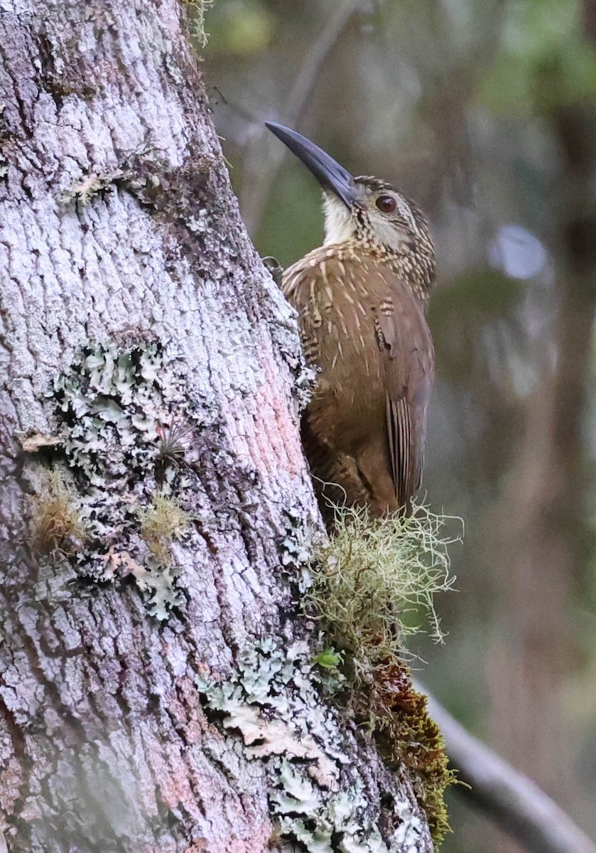 Grimpar à gorge blanche - ML645125745