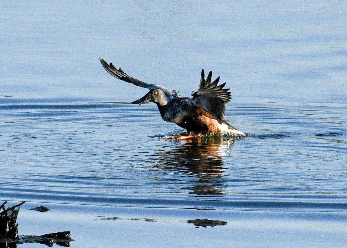 Ahate mokozabal zuria - ML645125759