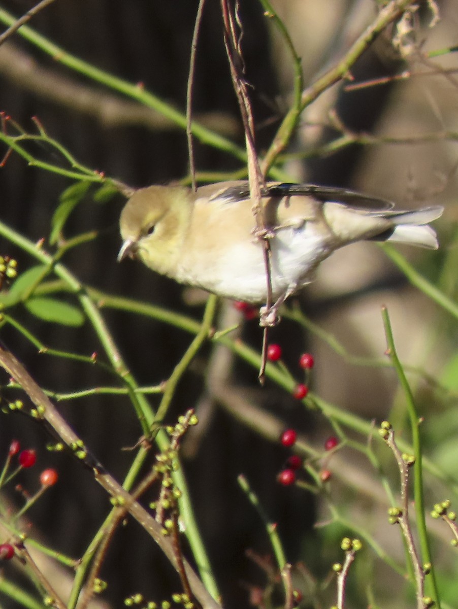 American Goldfinch - ML645125760