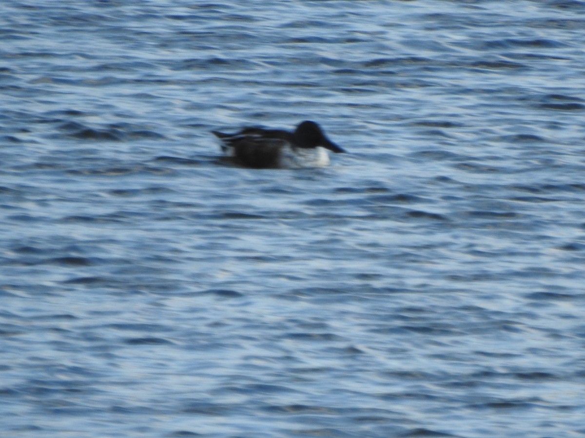 Ahate mokozabal zuria - ML645125762