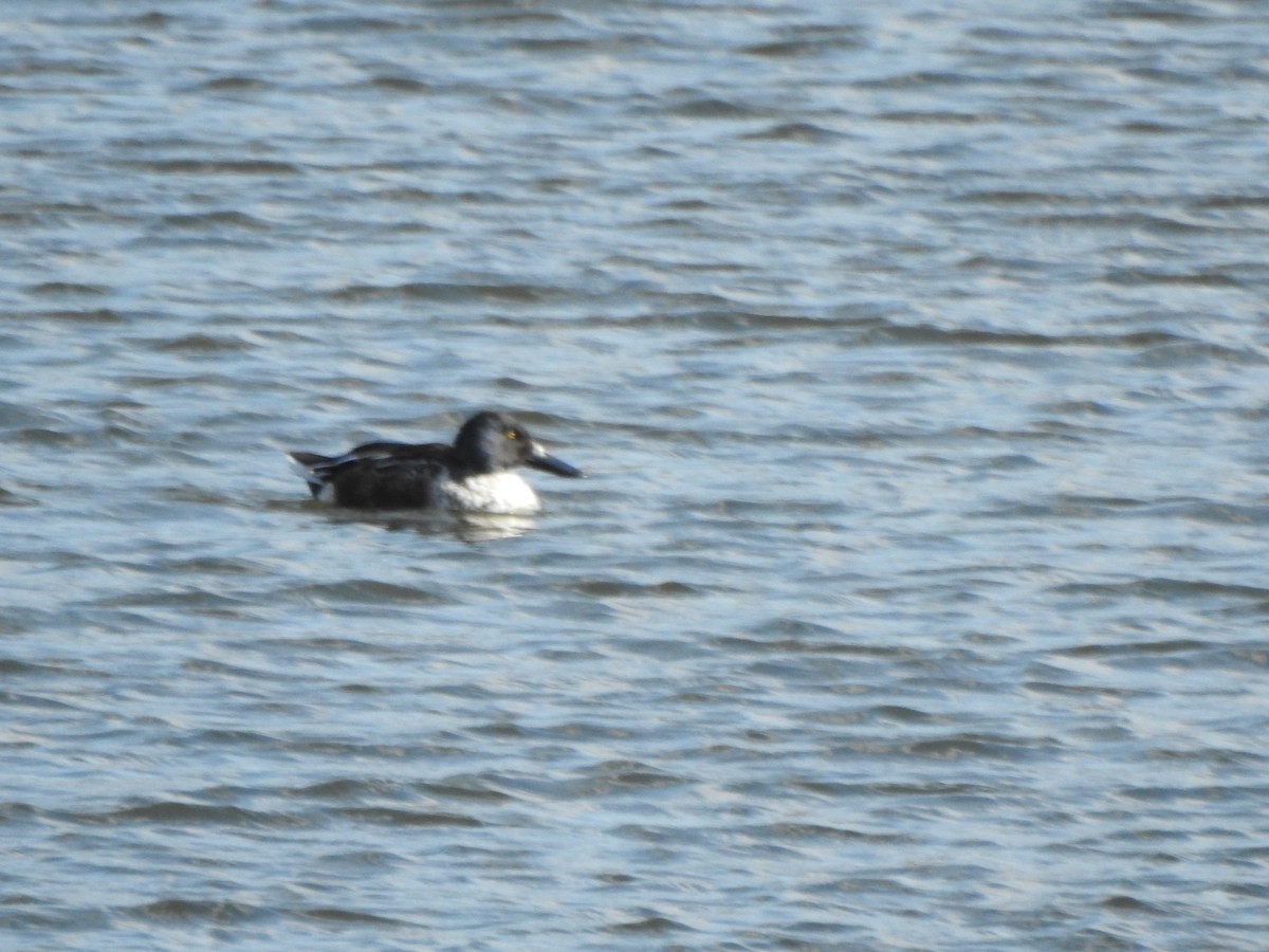 Ahate mokozabal zuria - ML645125763