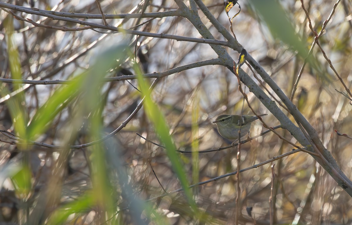 Yellow-browed Warbler - ML645125766