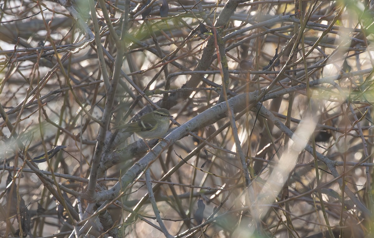 Yellow-browed Warbler - ML645125767