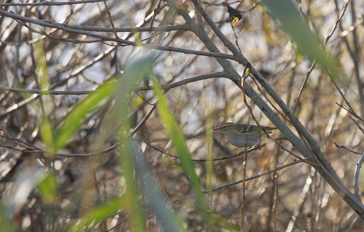 Yellow-browed Warbler - ML645125768