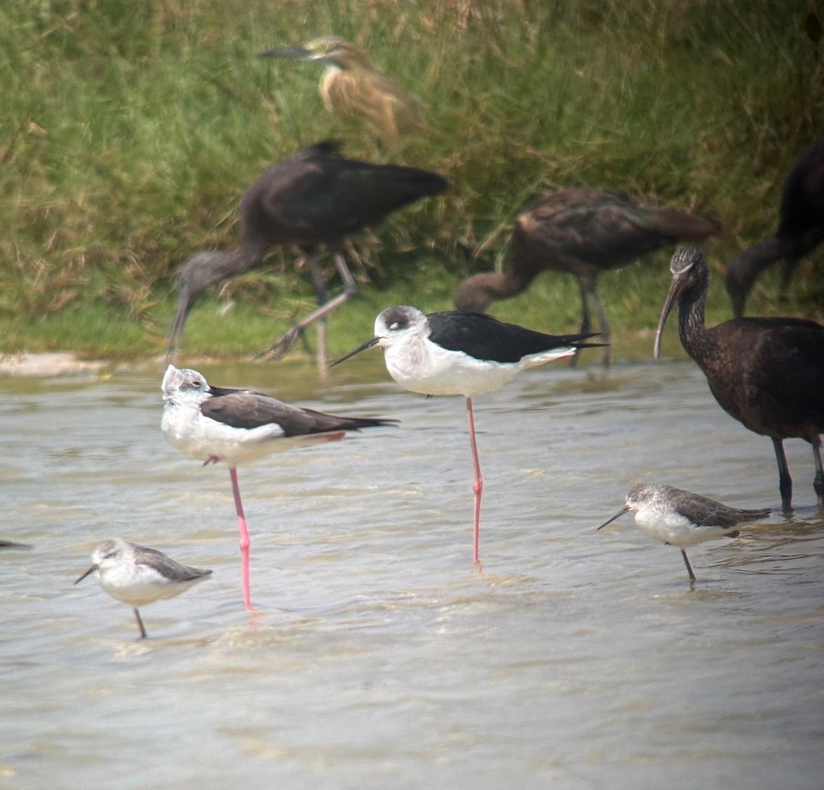 高蹺鴴 - ML645125776