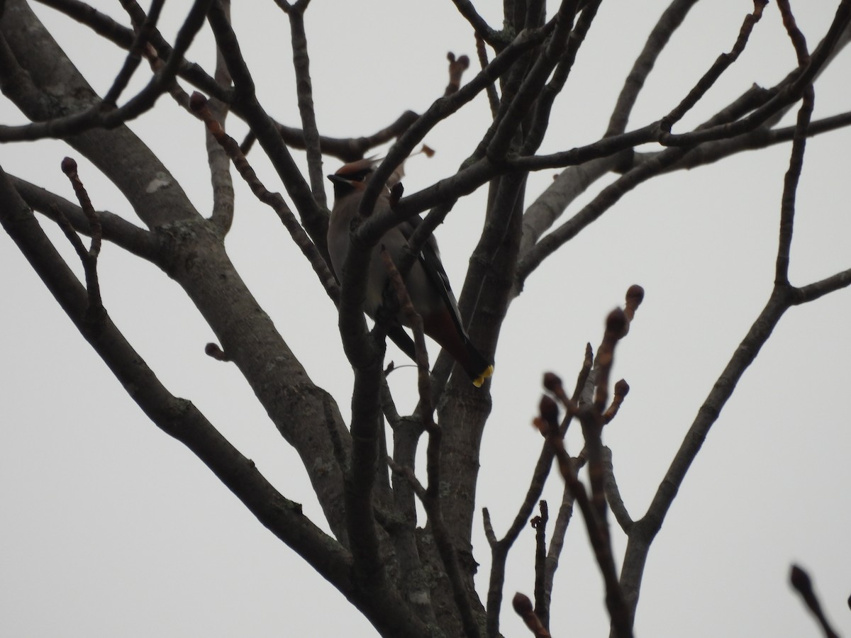 Buztanori boreala - ML645125777