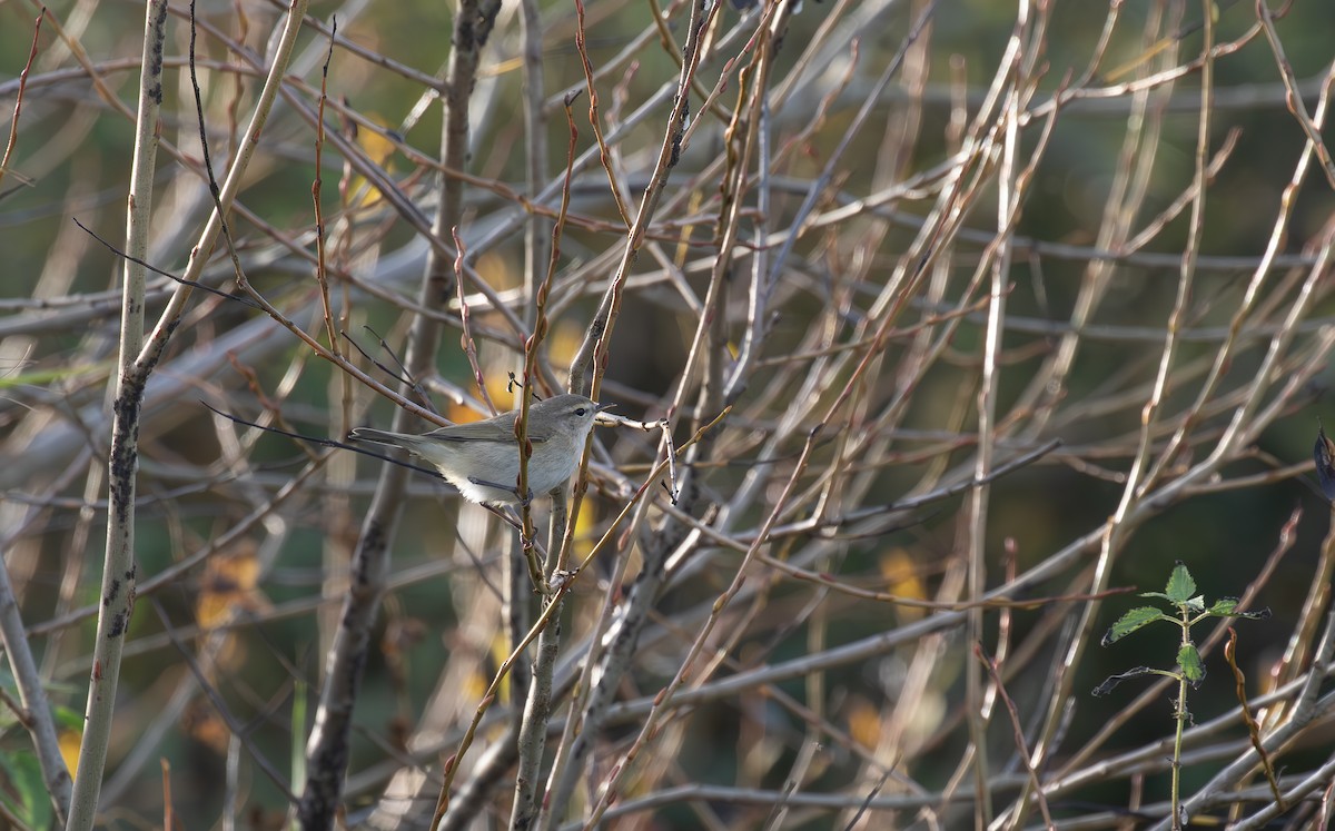 Common Chiffchaff (Siberian) - ML645125778