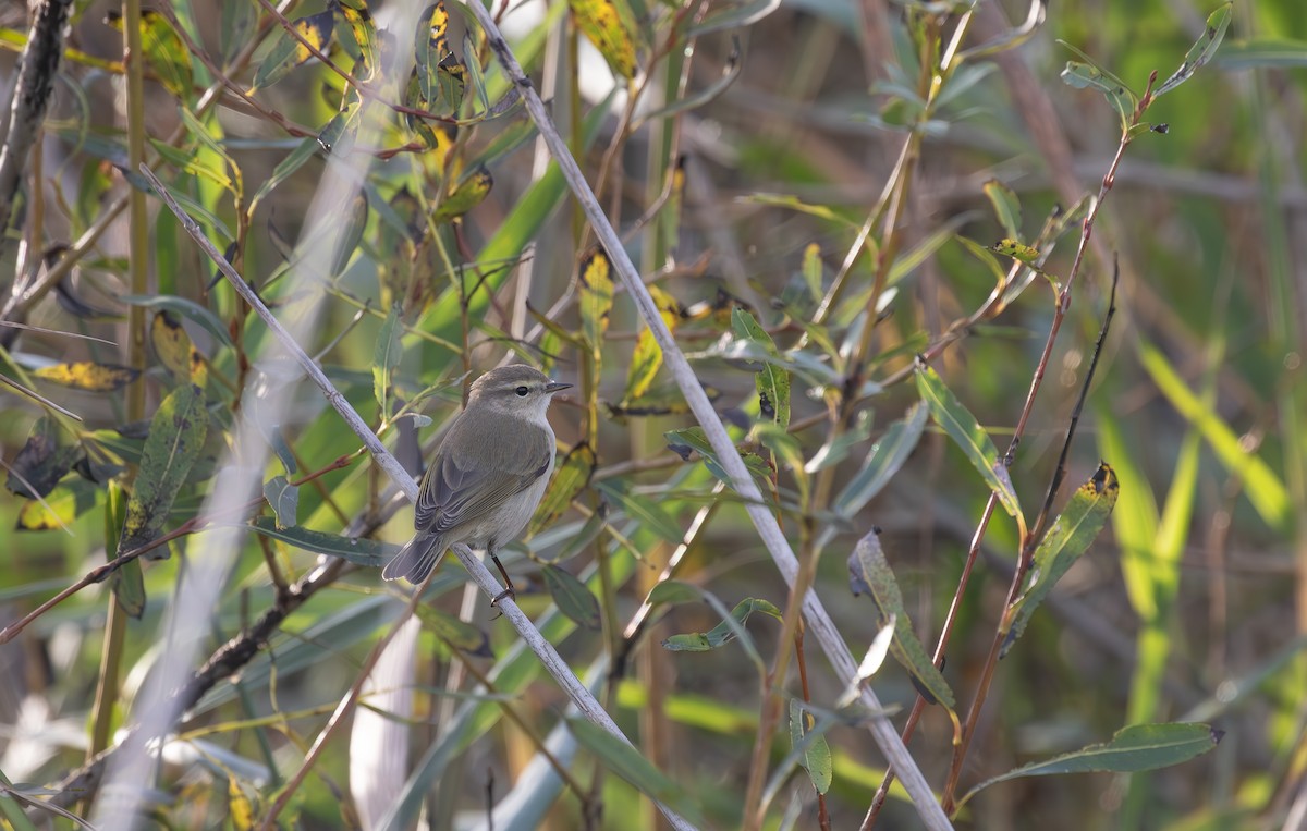 Common Chiffchaff (Siberian) - ML645125779