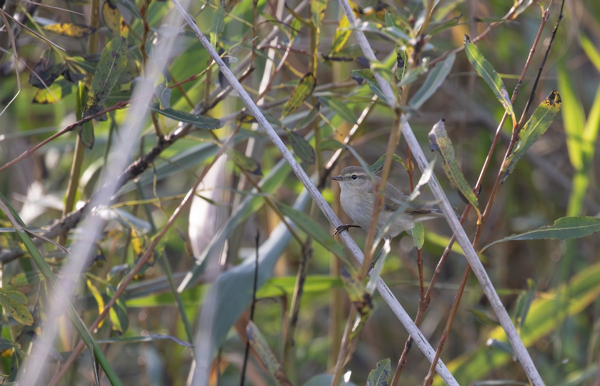 Common Chiffchaff (Siberian) - ML645125780