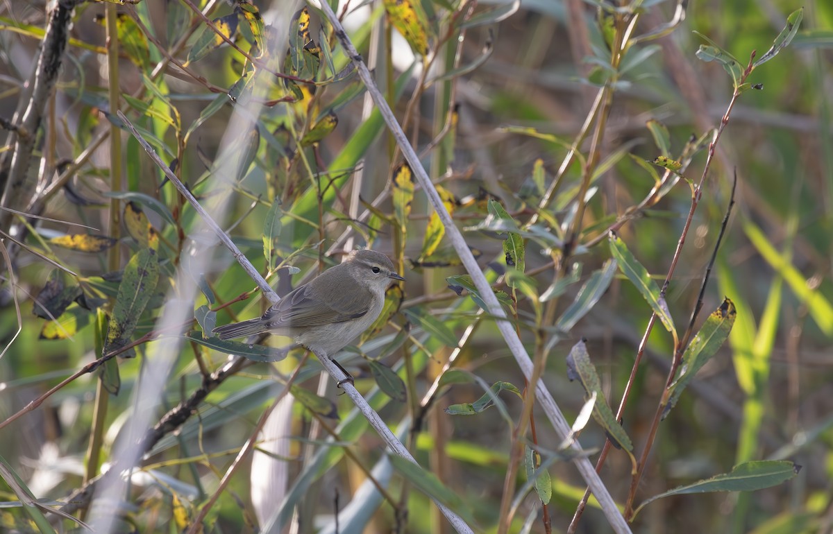 Common Chiffchaff (Siberian) - ML645125781