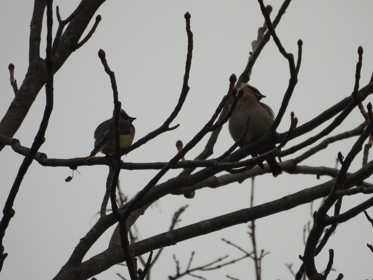 Buztanori boreala - ML645125783