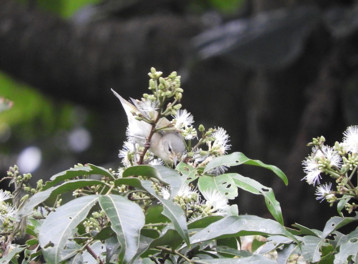 Tennessee Warbler - ML645125789