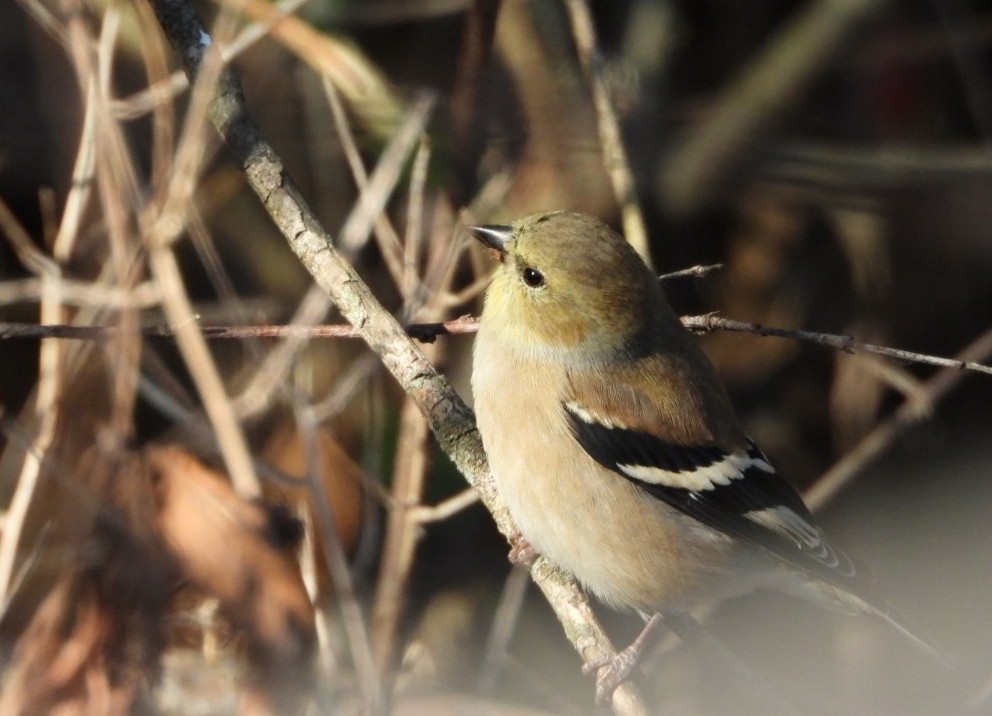 American Goldfinch - ML645125807