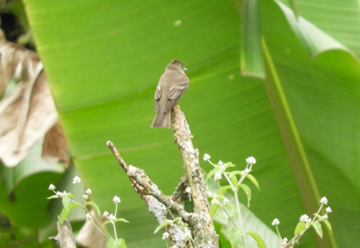 Western Wood-Pewee - ML645125809