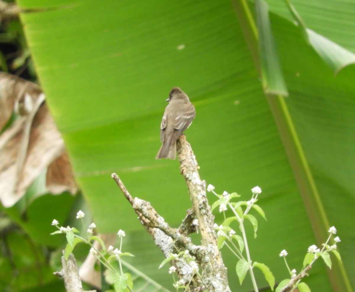 Western Wood-Pewee - ML645125810