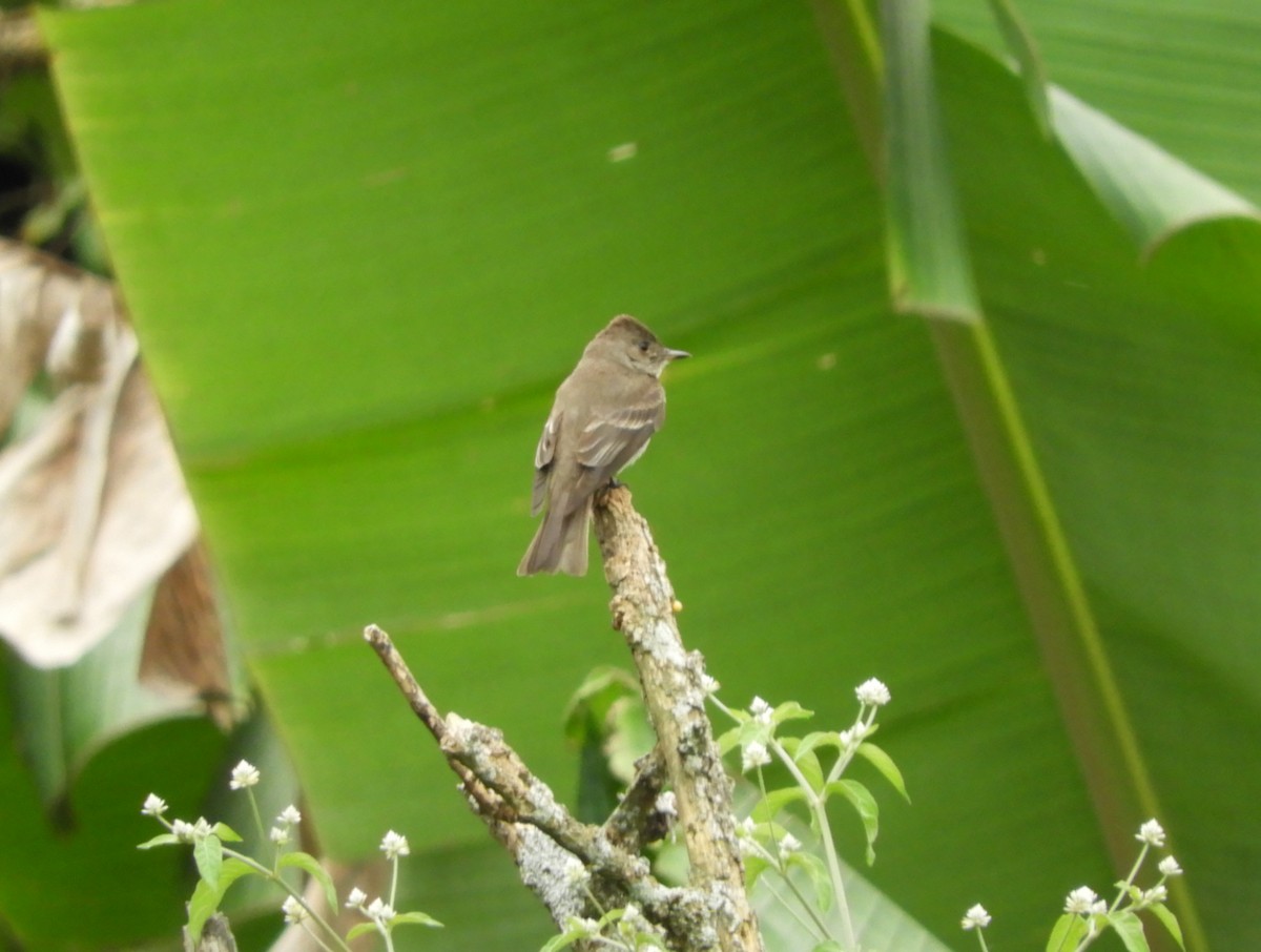 Western Wood-Pewee - ML645125811