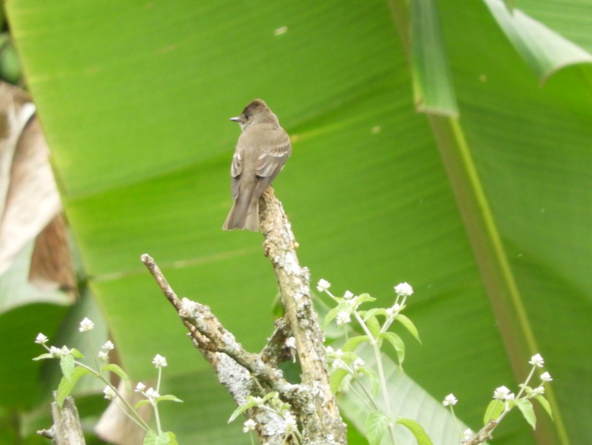 Western Wood-Pewee - ML645125812