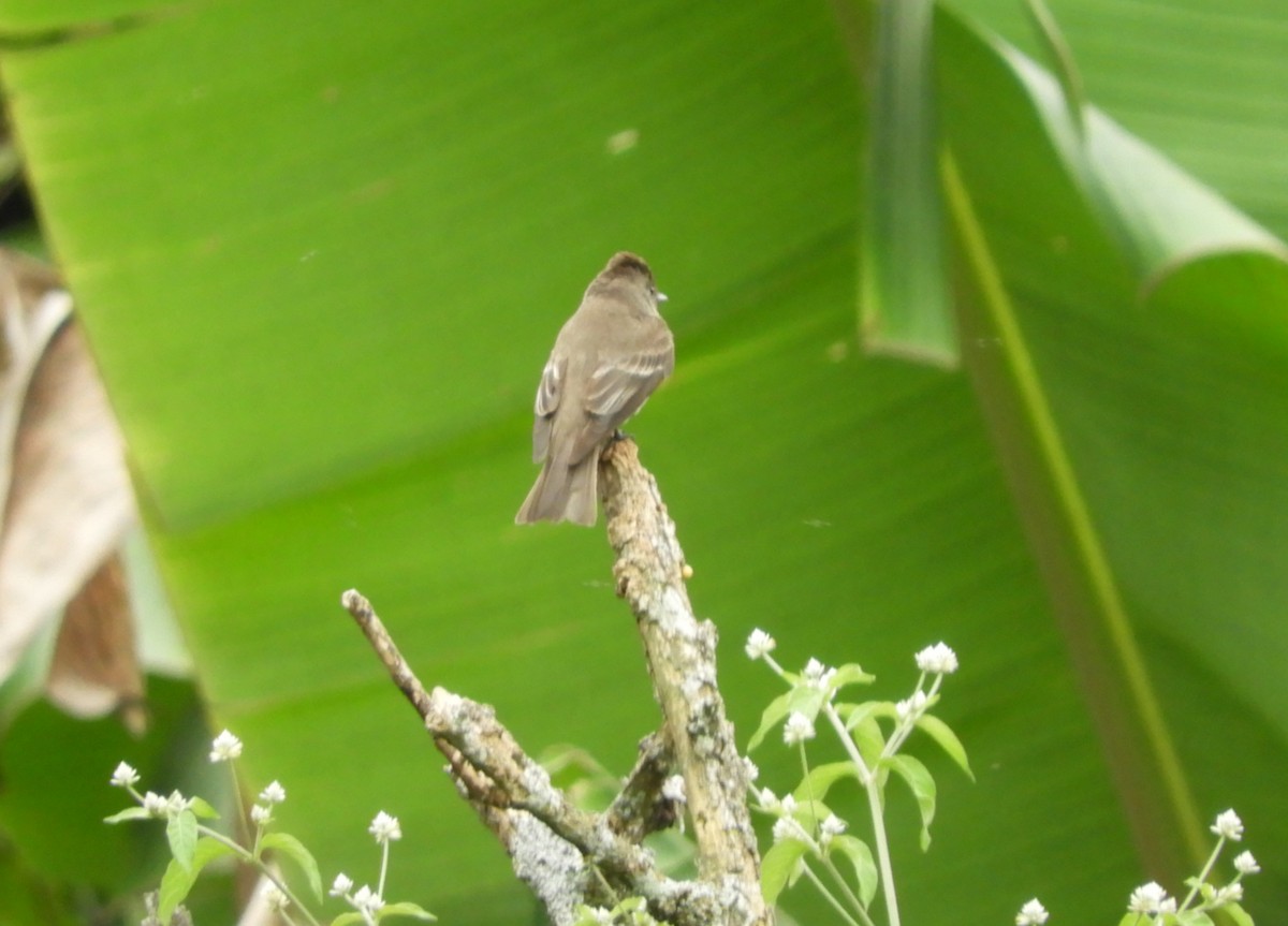 Western Wood-Pewee - ML645125813