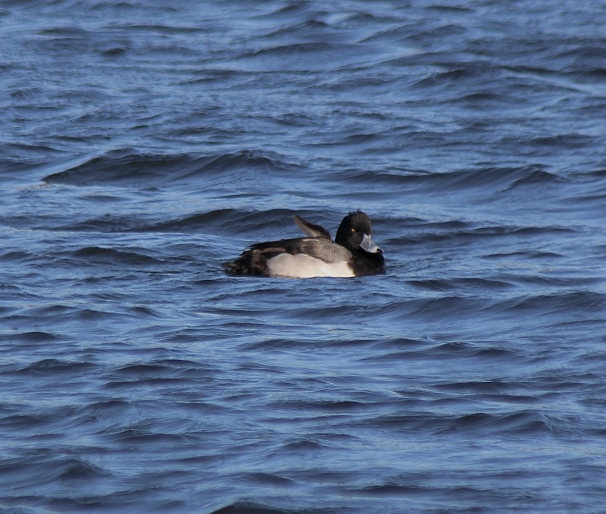 スズガモ - ML645125819