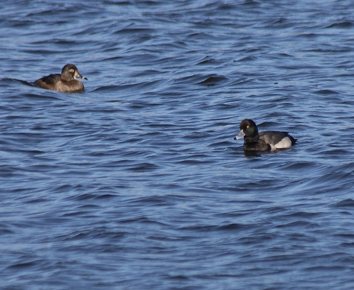 スズガモ - ML645125820